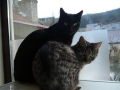 Deux chats