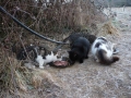 Chats nourris