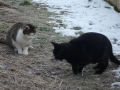 Juste et un chat