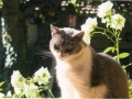 Minette