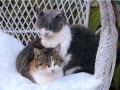 Minette et Titite