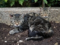 Les chats de Noiron-sous-Gevrey