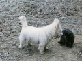 Chiens et chats