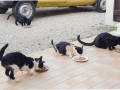 Chats de Ruffey-les-Echirey