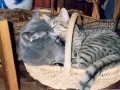 Chats approvoisés