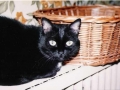 Sophie