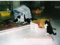 Chatons joueurs