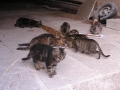 Chats de Bouilland