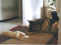 Dundee_Chipsy_Dijon