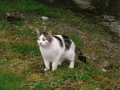 Chat blanc