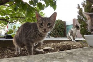 Chatte ruban adhésif libérée