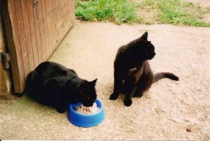 chats