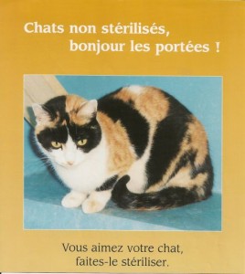 Sterilisation chat 1