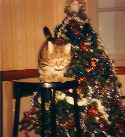 Chat - Gilles adopté, à côté du sapin