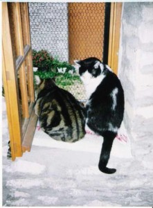 Chats - Laura et Maxime