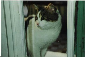 Chat - Nounouche