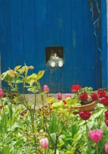 Chatte Poupée dans sa cabane