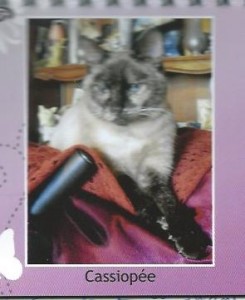 Cassiopée