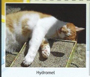 Hydromel